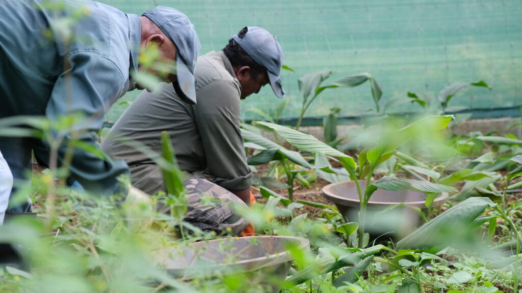Green Amelys Planters
