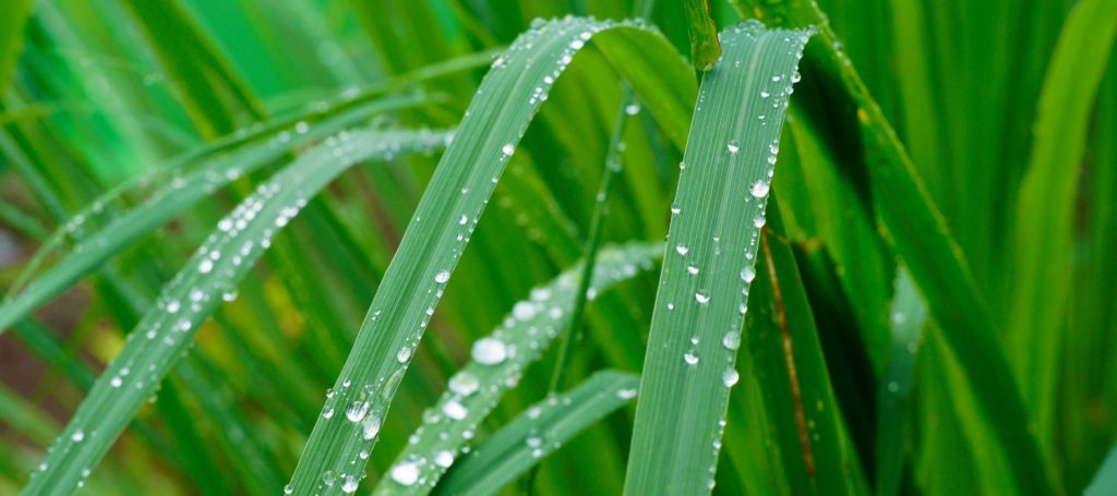 Lemongrass leaf - Planty Mauritius