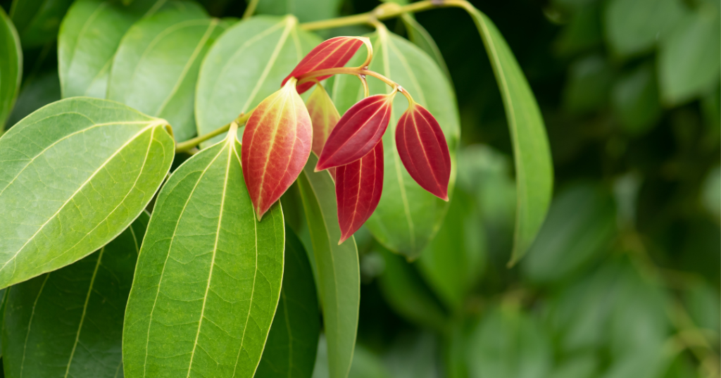 Cinnamon in mauritius Cinnamon in mauritius