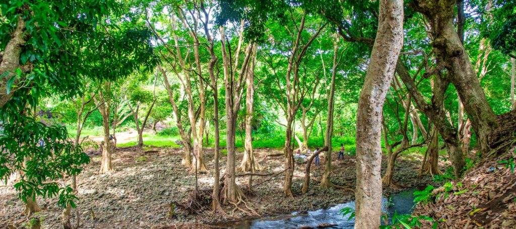 Mauritius: fauna and flora