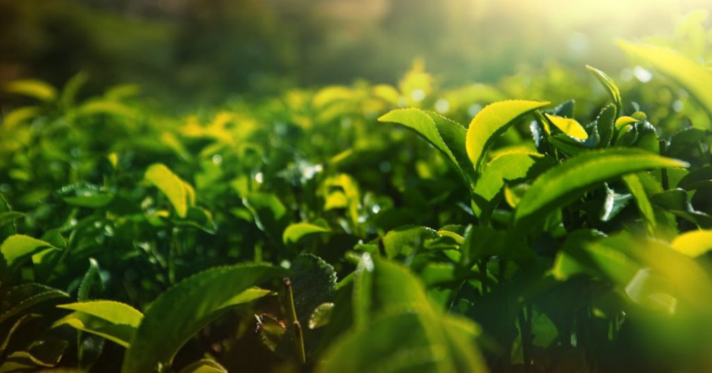 Bois Chéri - Tea Culture Bois Chéri - Tea Culture