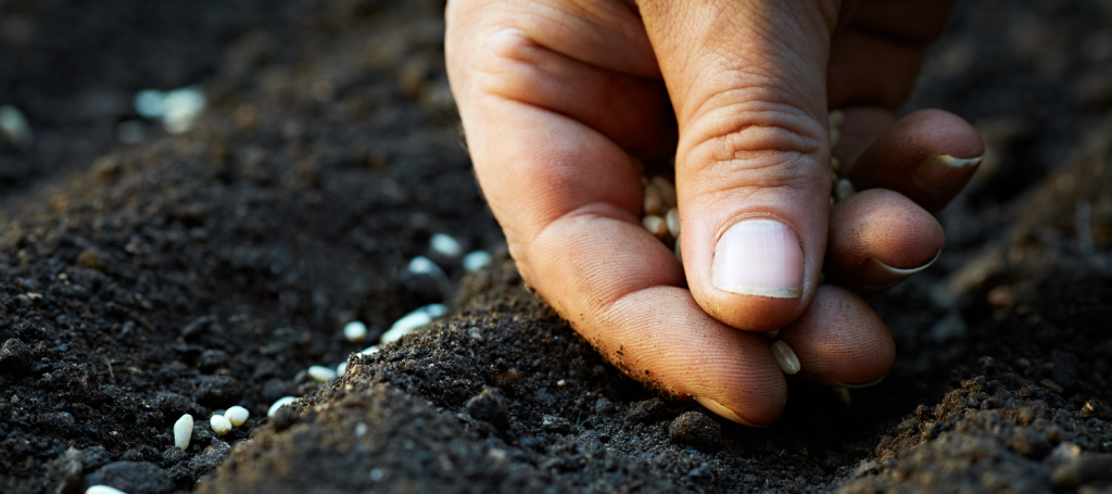 Pierre Poivre : Agricultural practice Pierre Poivre : Agricultural practice