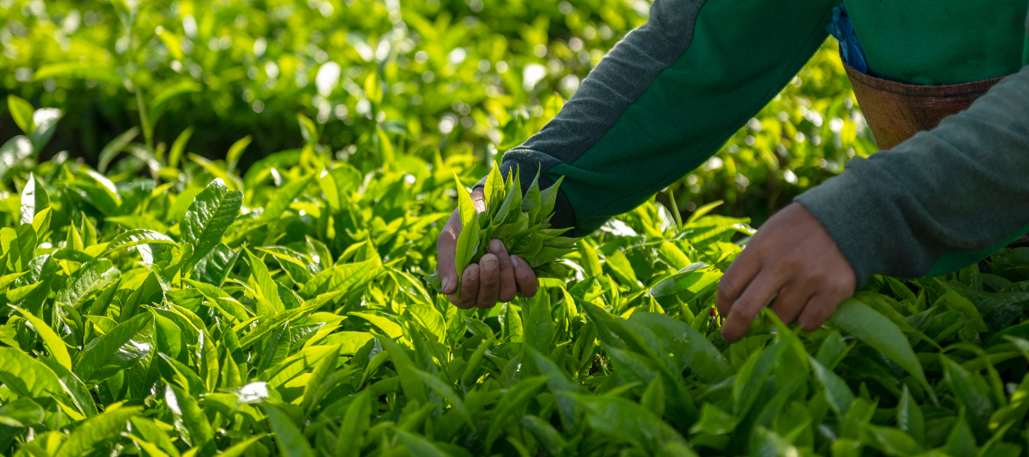 Bois Cheri - Tea culture