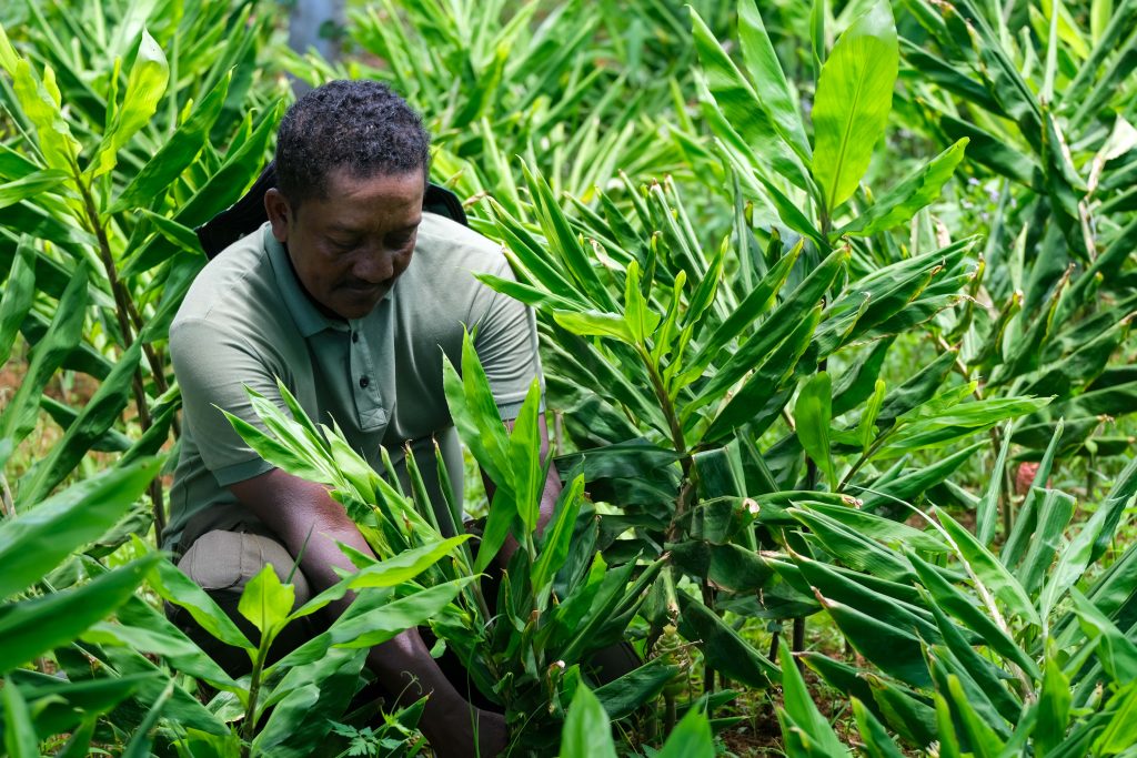 Mauritian farmer Mauritian farmer