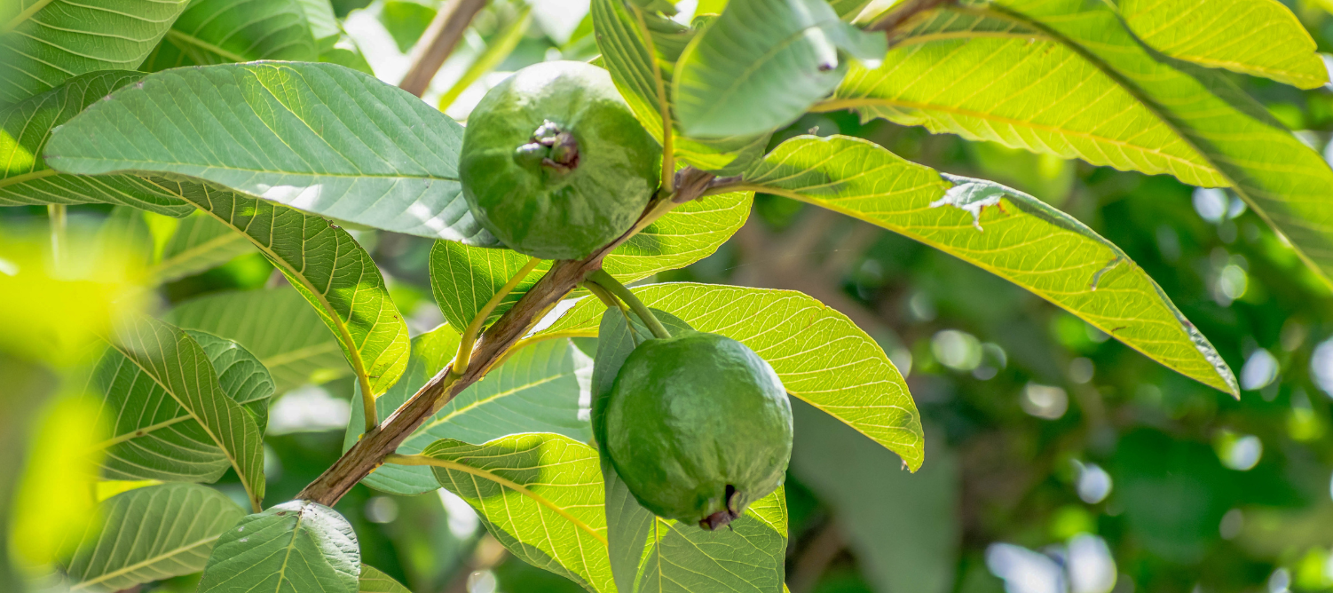 Guava in mauritius