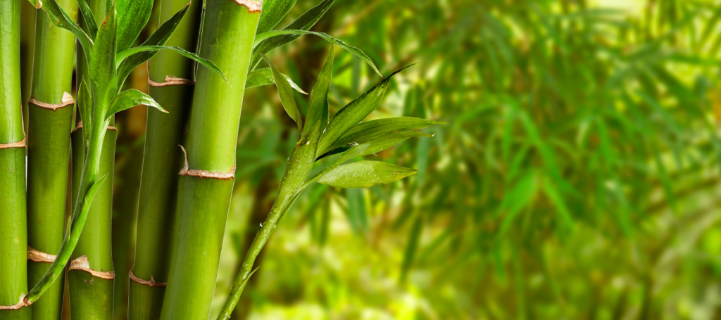 Bamboo leaves in Mauritius