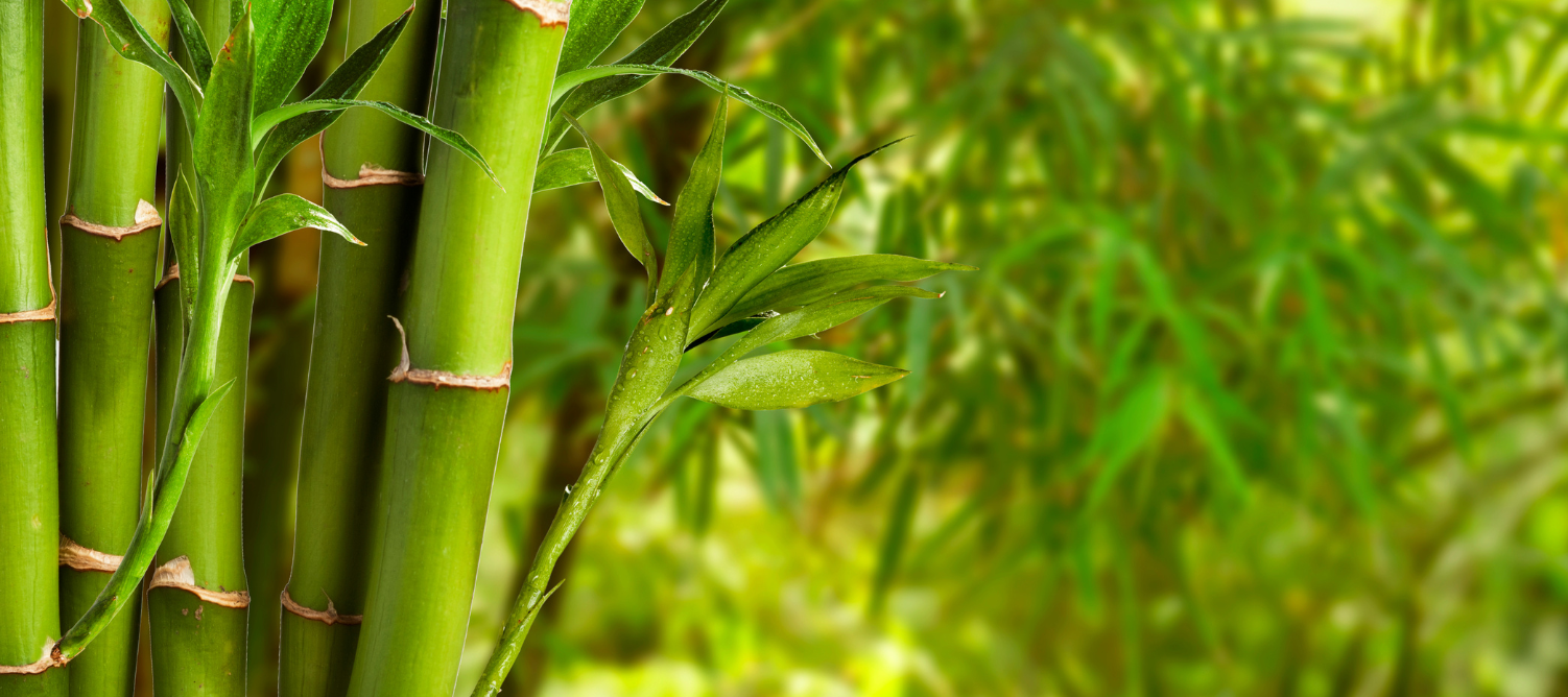 Bamboo leaves in Mauritius