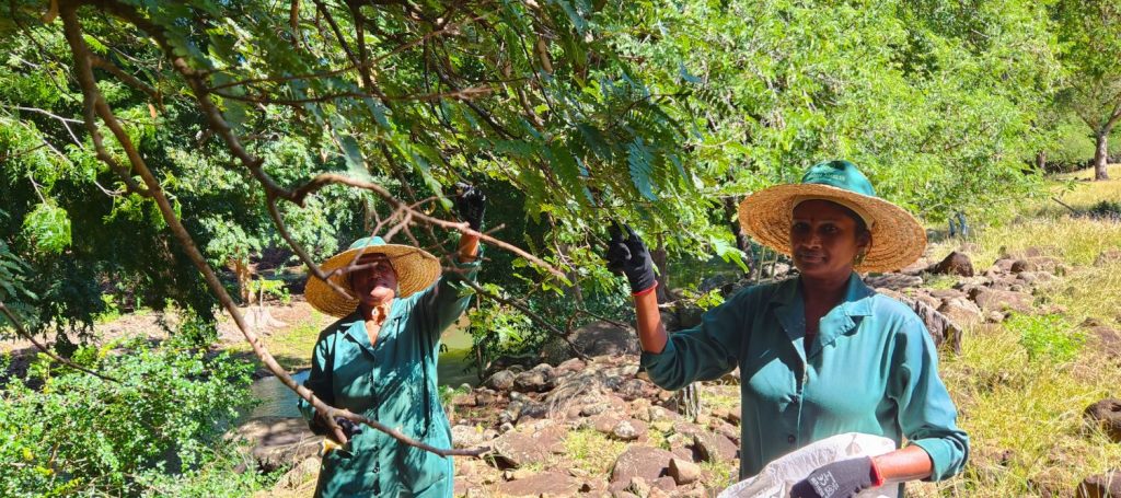 organic practice organic practice