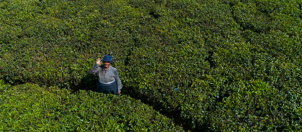 La Maison Corson, Pioneer of Mauritian Tea